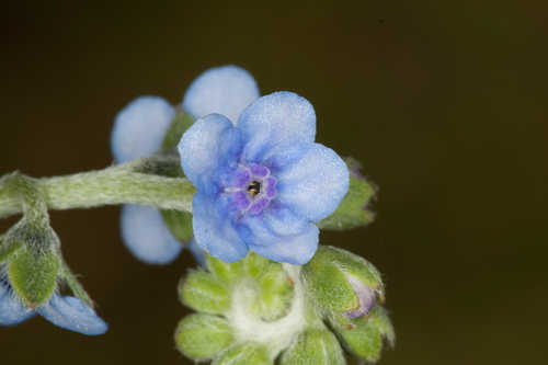 Cynoglossum furcatum #6